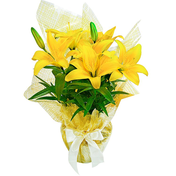 Luz de Verão (Lírios amarelos)